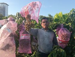 Guru SDN – 3 Kelurahan Kota Besi Hulu Ubah Lahan Tidur Menjadi Kebun Buah Produktif, Kelengkeng Jadi Andalan