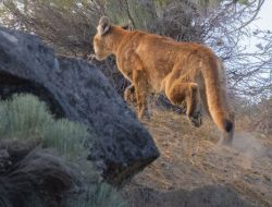 Mountain Lion Caught in Marin as Wildlife Initiative Grows