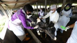 Vaksinasi PMK Banyuwangi Dipercepat, 19 Ribu Sapi Sudah Disuntik