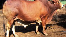 Sapi 967 Kg Lolos Seleksi Hewan Kurban Presiden