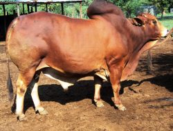 Sapi 967 Kg Lolos Seleksi Hewan Kurban Presiden
