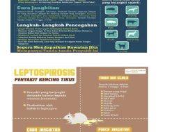 Waspadai Kencing Tikus