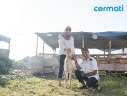Qurban Sapi atau Kambing, Pilih yang Mana?