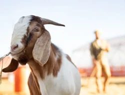 Mana yang Lebih Utama: Kambing atau Sapi? Ini Penjelasan Ulama