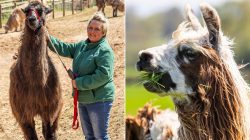 Seven Llamas Killed After TB Outbreak at Farm Combining Trekking and Therapy