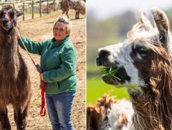 Seven Llamas Killed After TB Outbreak at Farm Combining Trekking and Therapy