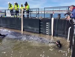 Humpback Whale ‘Timmy’ Freed After Weeks Trapped in Germany