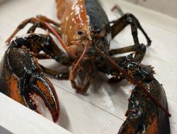 Rare Lobster Found: One in 50 Million with Black and Orange Split Color
