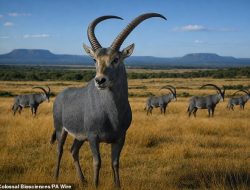 Company’s plan to ‘de-extinct’ the bluebuck sparks mammoth revival debate