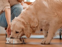 Top 7 dog allergy-friendly foods vet-approved