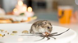 Hantavirus Menyebar dari Segala Jenis Tikus