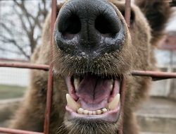 Rescued Brown Bears Escape Harsh Captivity in Armenia
