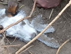 Bravest Terrier Survives Two Days Trapped in Mud