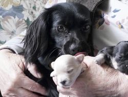 Rescue dog drags owner a mile to find her litter during six-week escape