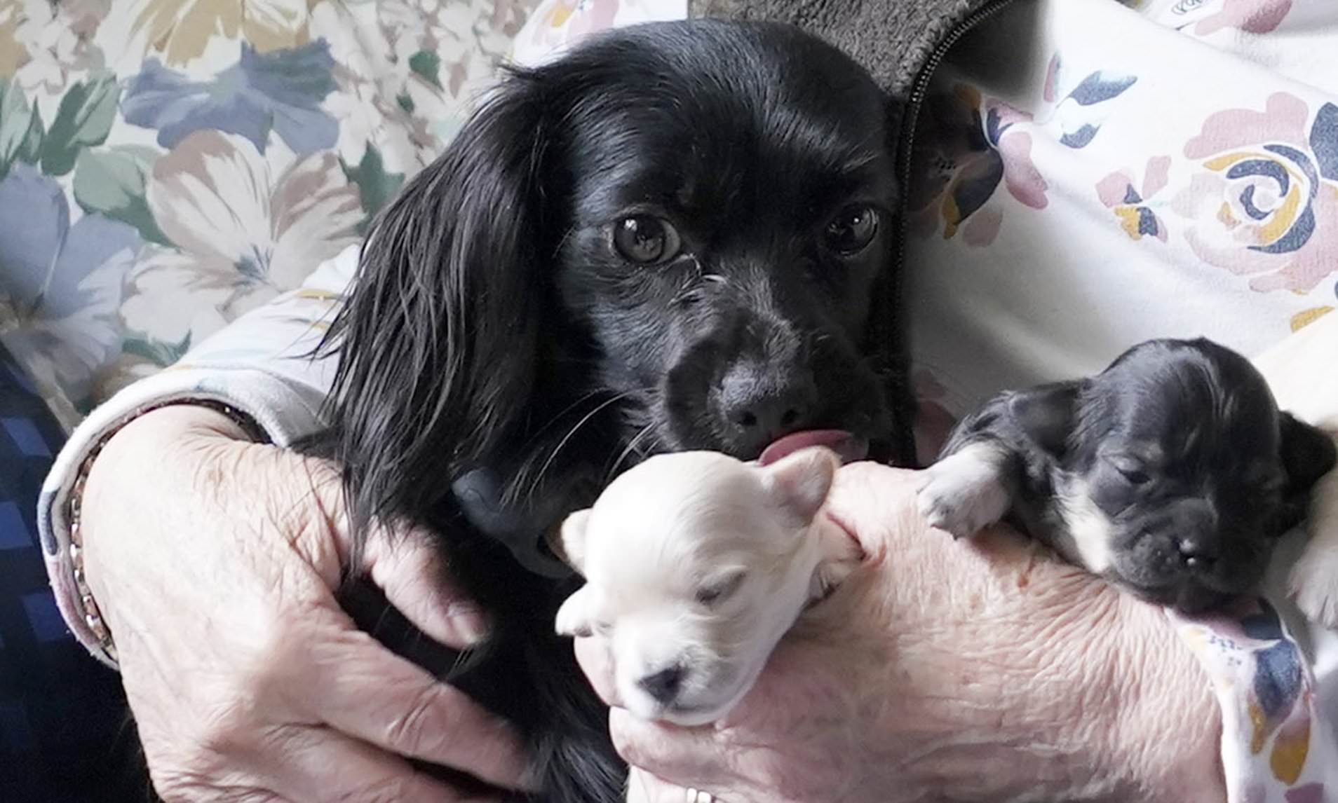 Rescue Dog Drags Owner A Mile To Find Her Litter During Six week Escape 