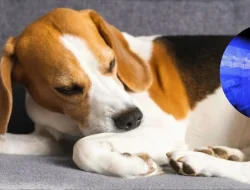 How early care affects a dog’s aging process