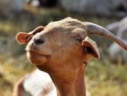 Bolehkah Mengorbankan Kambing Kerdil? Ini Penjelasan Fikih yang Wajib Diketahui