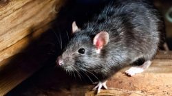 Bahan dapur alami yang dihindari tikus pemicu hantavirus