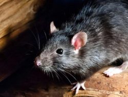 Bahan dapur alami yang dihindari tikus pemicu hantavirus