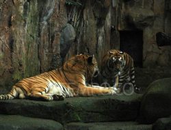 Tanggung jawab pakan Bandung Zoo diserahkan ke Pemkot Bandung