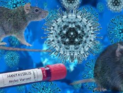 Waspadai Hantavirus, Kenali Gejala dan Perlindungan Diri