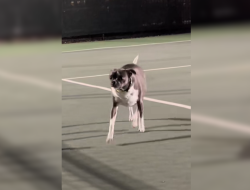 Italian Greyhound Mix Adopted, Then Owner Spots Something Strange