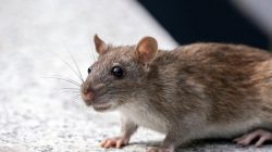 Hantavirus scare on cruise ship alarms experts