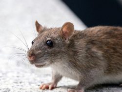 Hantavirus scare on cruise ship alarms experts