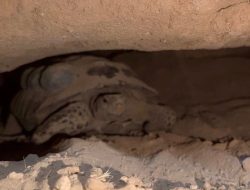 Mojave Max’s Late Emergence Shatters Records