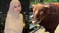 Sapi Kurban Ria Ricis yang Bobotnya Tembus 1 Ton, Diberi Nama Unik Ini