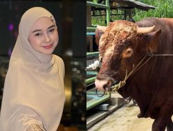Sapi Kurban Ria Ricis yang Bobotnya Tembus 1 Ton, Diberi Nama Unik Ini