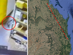 Wild stowaway found 700km from home in Aussie bar