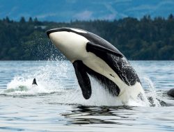 Orcas ‘Unfazed by Any Challenge’, Experts Say