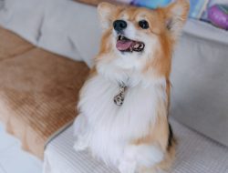 The secret to the perfect pet name revealed