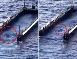 Timmy the Whale’s Bold Escape: Humpback’s Fight Against Rescue