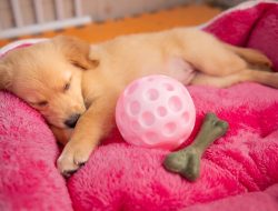 Two-Thirds of Renters Seek Pet Rights Under New Laws