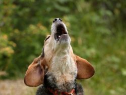 Rescue Group to Acquire 1,500 Beagles from Protested Facility