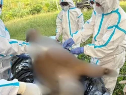 BKSDA Bengkulu Selidiki Mayat Harimau Sumatra di Genangan Air Mukomuko