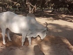 Meet the Bull Honoring Sir David Attenborough