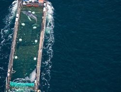 Humpback Whale Rescued from Germany Released into North Sea