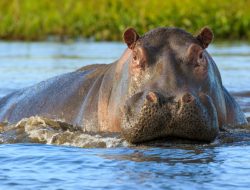 Escobar’s Hippos: A Growing Problem in Australia