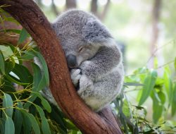 Island sanctuary gives koalas a fighting chance