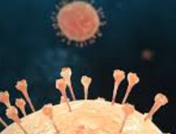 Virus Hantavirus Muncul di Amerika Latin, BRIN Jelaskan Penyebabnya di Indonesia