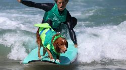 The expert-approved secret to a longer life for your dog