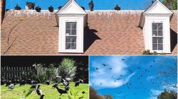 Vultures Overrun North Carolina Neighborhood, Town Claims