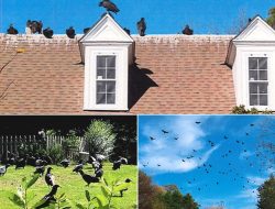 Vultures Overrun North Carolina Neighborhood, Town Claims