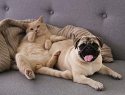 Will your cat and dog ever become friends?