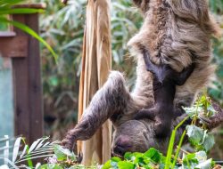 Edinburgh Zoo Honors Attenborough with Baby Sloth Naming