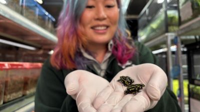 Over 800 Northern Corroboree Frogs Released in Southern NSW to Boost Populations