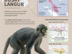 Sky Bridges and Citizen Science Save Endangered Malaysian Monkeys
